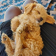 Cashmere is registered to the contest to win money with this photo: puppy, dog, sleeping, curly_fur, lap, person, legs, black_shorts, relaxation, indoors, cozy, patterned_rug, cute, pet, animal, fur, resting, peaceful, comfort, close_up