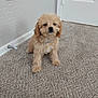 Cashmere joined the competition — help win amazing prizes! puppy, dog, carpet, indoor, pet, cute, small_dog, fluffy, beige, wall, door, collar, floor, animal, young_dog, domestic_animal, fur, sitting, face, ears