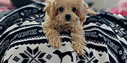 Cashmere joined the competition — help win amazing prizes! puppy, dog, blanket, patterned_blanket, cute, fluffy, indoors, pet, lying_down, looking_at_camera, cozy, soft_focus, black_and_white, pink, fur, small_dog, adorable, resting, domestic_animal, bedroom