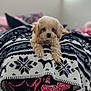 puppy, dog, blanket, patterned_blanket, cute, fluffy, indoors, pet, lying_down, looking_at_camera, cozy, soft_focus, black_and_white, pink, fur, small_dog, adorable, resting, domestic_animal, bedroom