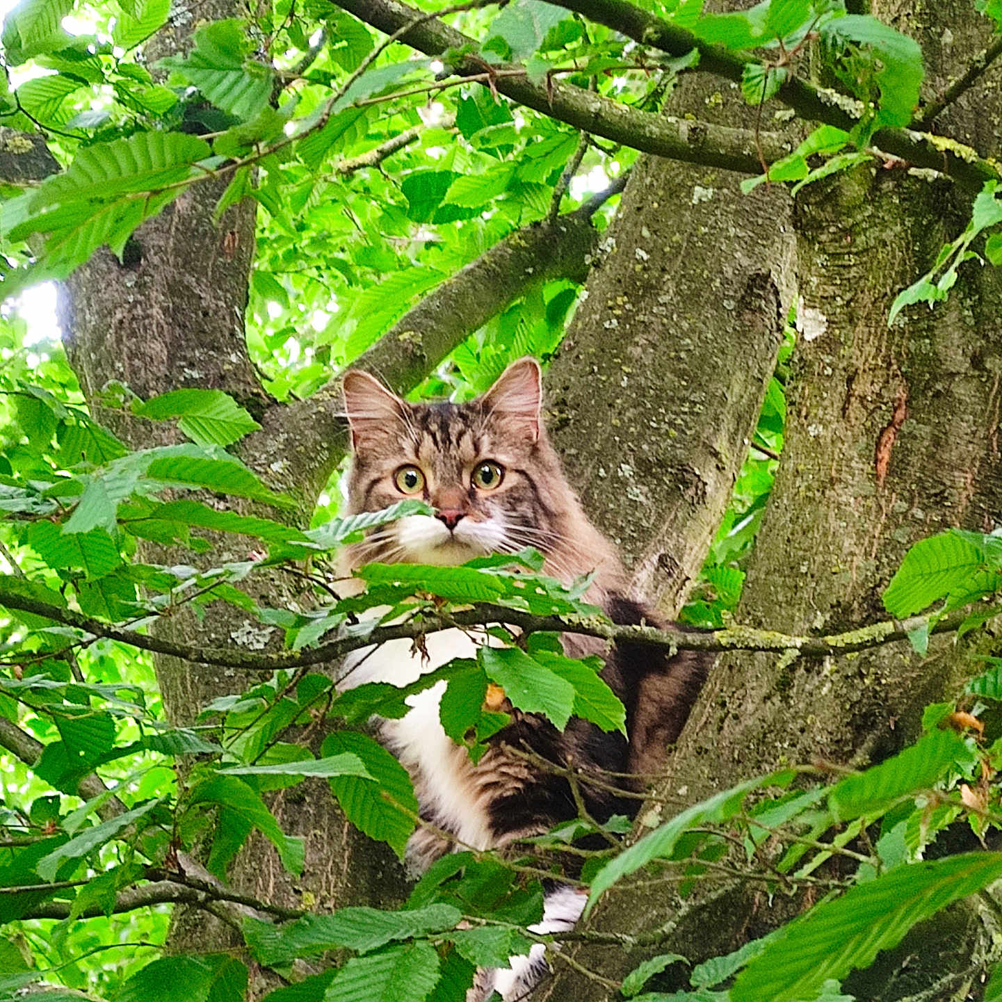 Simba a rejoint le concours — aidez-le/la à gagner de superbes lots ! abyssinian, animal, cat, green, herbal, herbs, ivy, jungle, kitten, land, leaf, nature, outdoors, pet, plant, rainforest, tree, treetrunk, vegetation, woodland