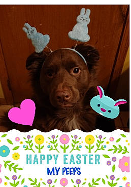 Cubby joined the competition — help win amazing prizes! animal_figure, baby_toys, brown, carnivore, companion_dog, dog, dog_breed, ear, fawn, font, grass, happy, liver, magenta, photo_caption, pink, rectangle, snout, sweetness, working_animal