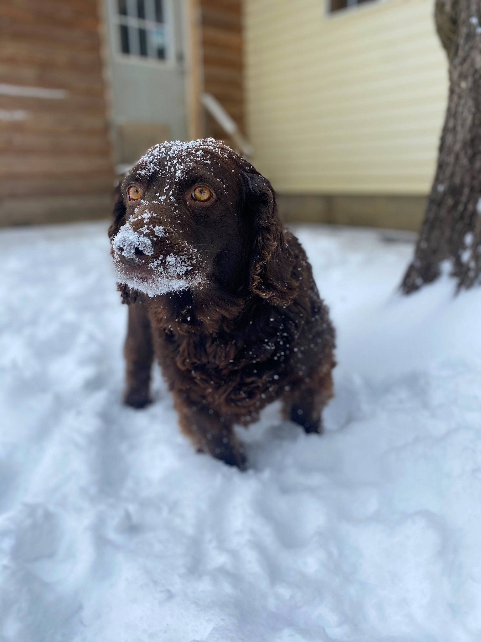 Bella is registered to the contest to win money with this photo: canidae, carnivore, companion_dog, dog, dog_breed, door, fawn, freezing, fur, gun_dog, liver, snout, snow, spaniel, sporting_group, terrestrial_animal, wildlife, winter, wood, working_animal
