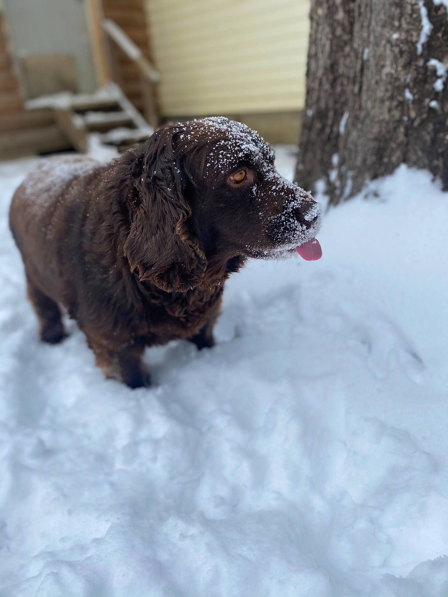 Bella joined the competition — help win amazing prizes! canidae, carnivore, companion_dog, dog, dog_breed, freezing, fur, gun_dog, hunting_dog, liver, retriever, snout, snow, spaniel, sporting_group, tail, terrestrial_animal, water_dog, winter, working_animal