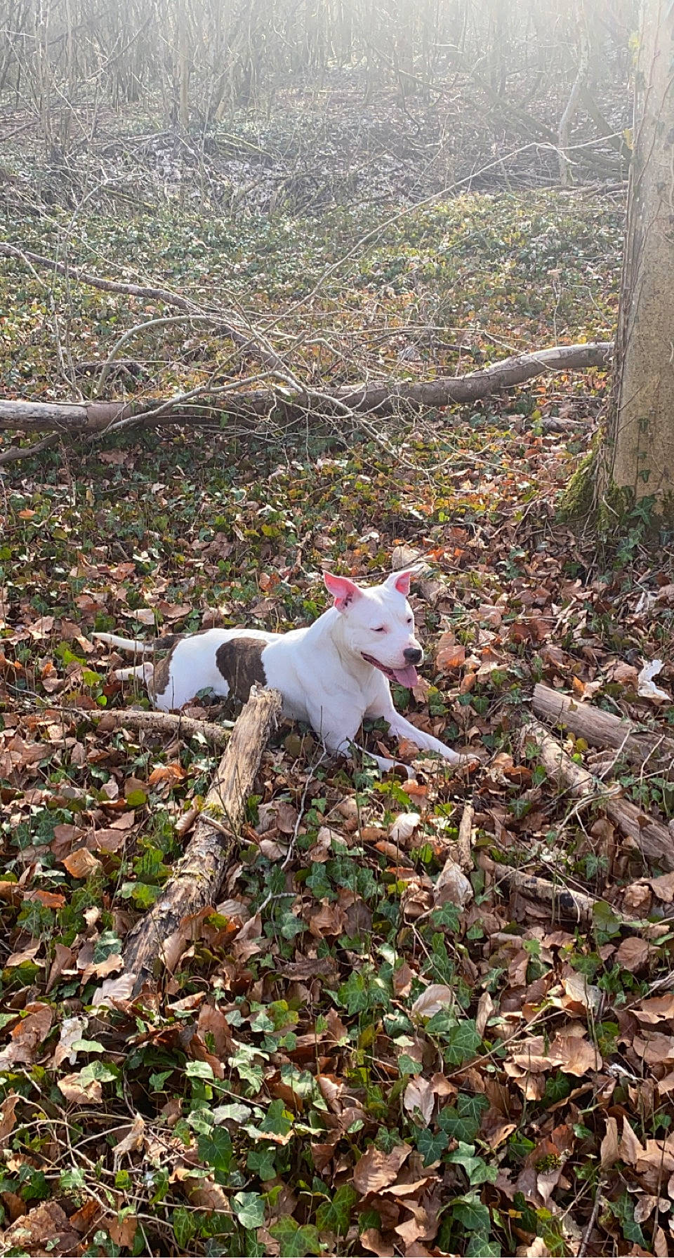 Nala a rejoint le concours — aidez-le/la à gagner de superbes lots ! autumn, canidae, carnivore, cat, companion_dog, dog, dog_breed, fawn, felidae, grass, leaf, non_sporting_group, plant, small_to_medium_sized_cats, soil, sporting_group, tail, twig, whiskers