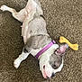 Delilah is registered to the contest to win money with this photo: animal, brown_carpet, canine, carpet, chew_toy, collar, dog, domestic_animal, ears, fur, indoor, lying_down, pet, pink_skin, playful, puppy, purple_collar, relaxed, snout, toy