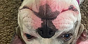 Delilah is registered to the contest to win money with this photo: animal, black, carpet, close_up, collar, cute, dog, domestic_animal, ears, face, fur, lying_down, muzzle, nose, pet, pink, playful, purple, upside_down, whiskers