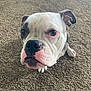 animal, bulldog, carpet, close_up, cute, dog, domestic, ears, expression, face, fur, grey, indoor, looking, nose, paw, pet, sitting, snout, white