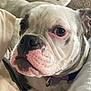 Delilah joined the competition — help win amazing prizes! animal, blanket, brown_eyes, bulldog, close_up, collar, companion, cozy, cushion, cute, dog, face, fur, indoor, nose, pet, resting, snout, white_fur, wrinkles