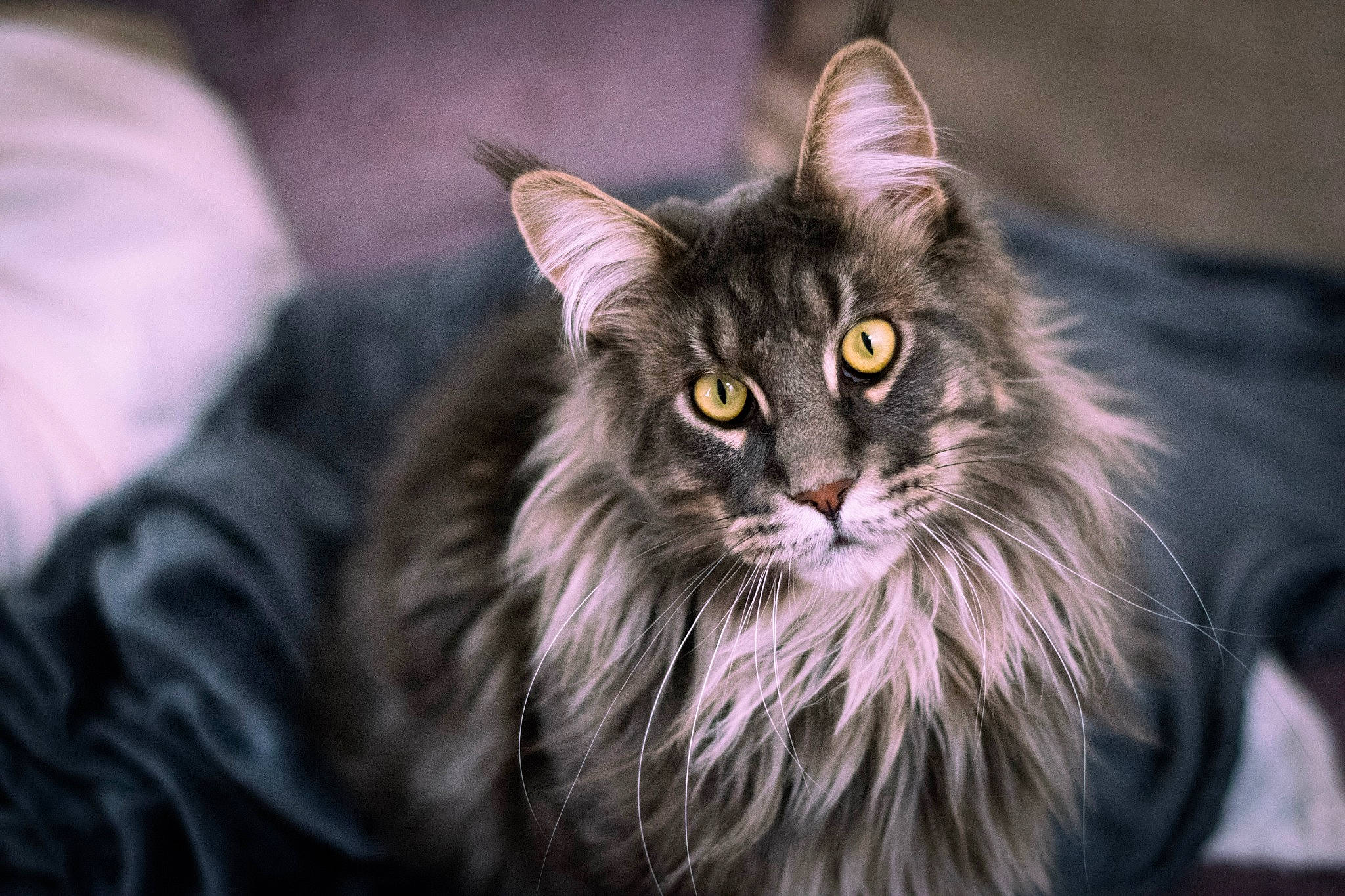 Donnie joined the competition — help win amazing prizes! carnivore, cat, felidae, fur, maine_coon, small_to_medium_sized_cats, snout, whiskers, wildlife