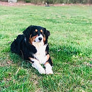 Fly joined the competition — help win amazing prizes! animal, backyard, basketball_hoop, black, brown, canine, daylight, dog, field, fur, grass, lawn, nature, outdoor, pet, quiet, resting, tree, tricolor, white