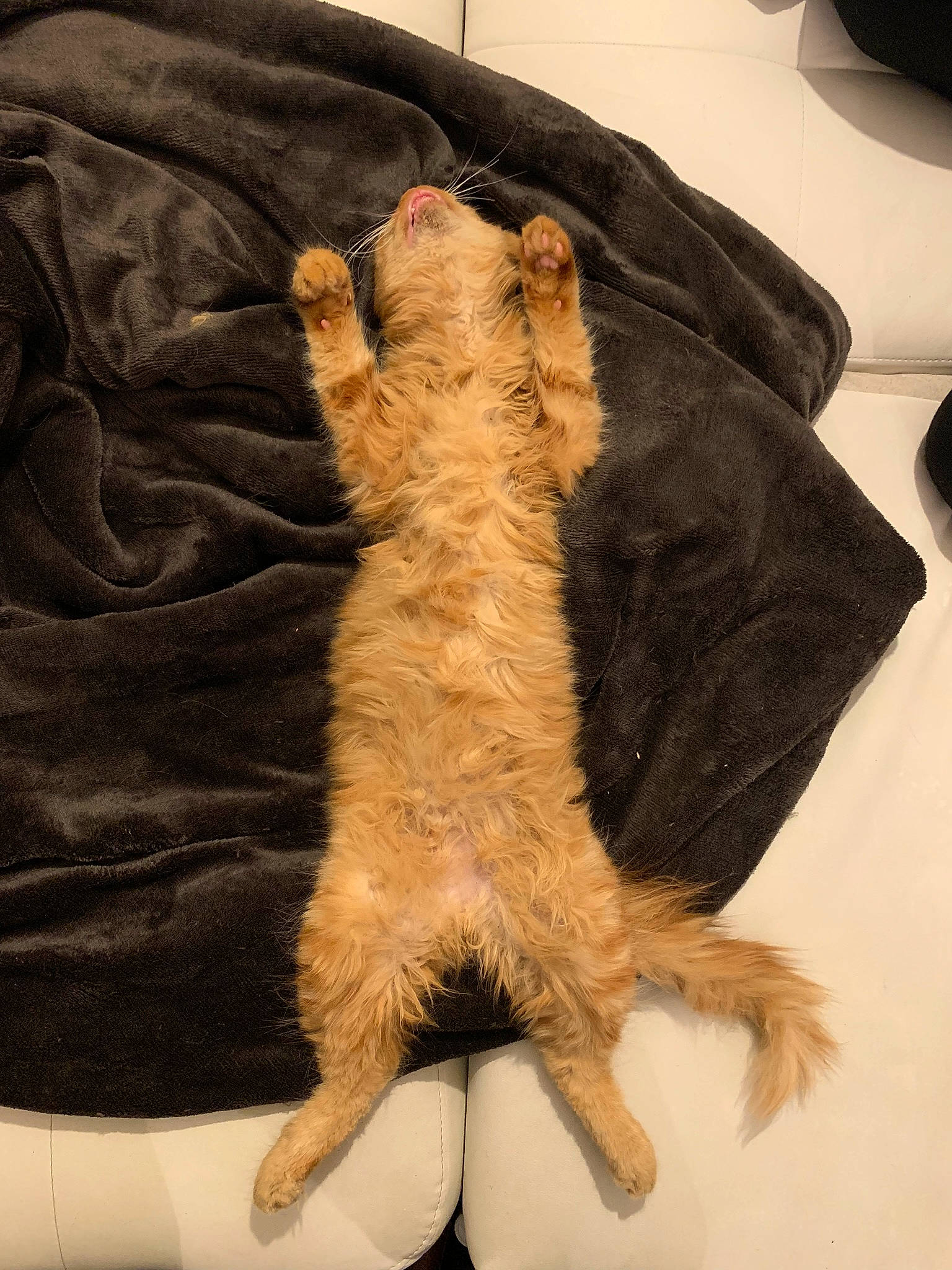 Lemmy a rejoint le concours — aidez-le/la à gagner de superbes lots ! brown, canidae, carnivore, cat, claw, comfort, dog_breed, domestic_short_haired_cat, felidae, foot, fur, linens, paw, small_to_medium_sized_cats, sporting_group, tail, terrestrial_animal, textile, whiskers, wood