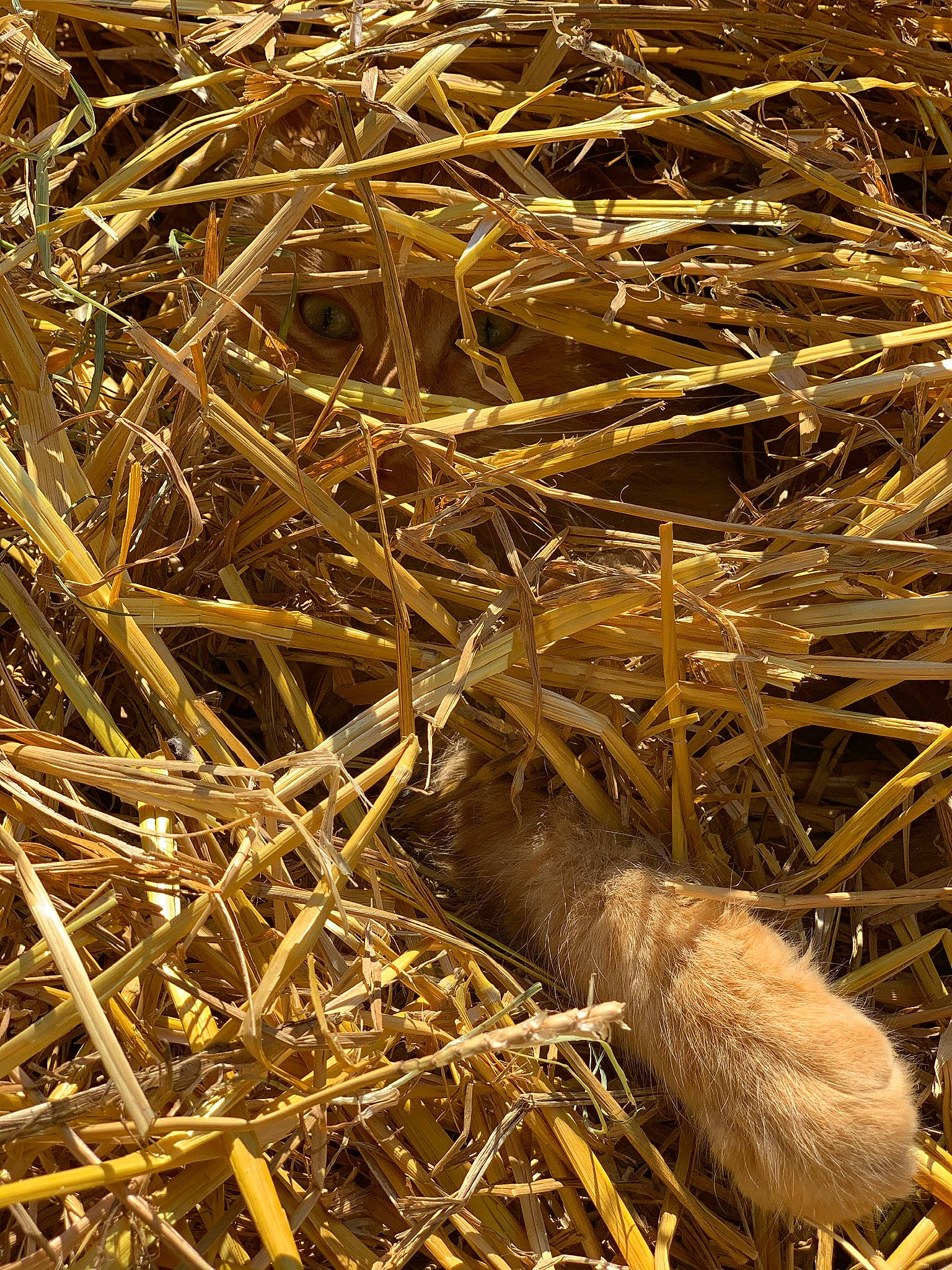 Lemmy participe au concours pour gagner de l'argent avec cette photo : event, fur, grass, hay, metal, natural_material, plant, soil, straw, terrestrial_animal, twig, wood