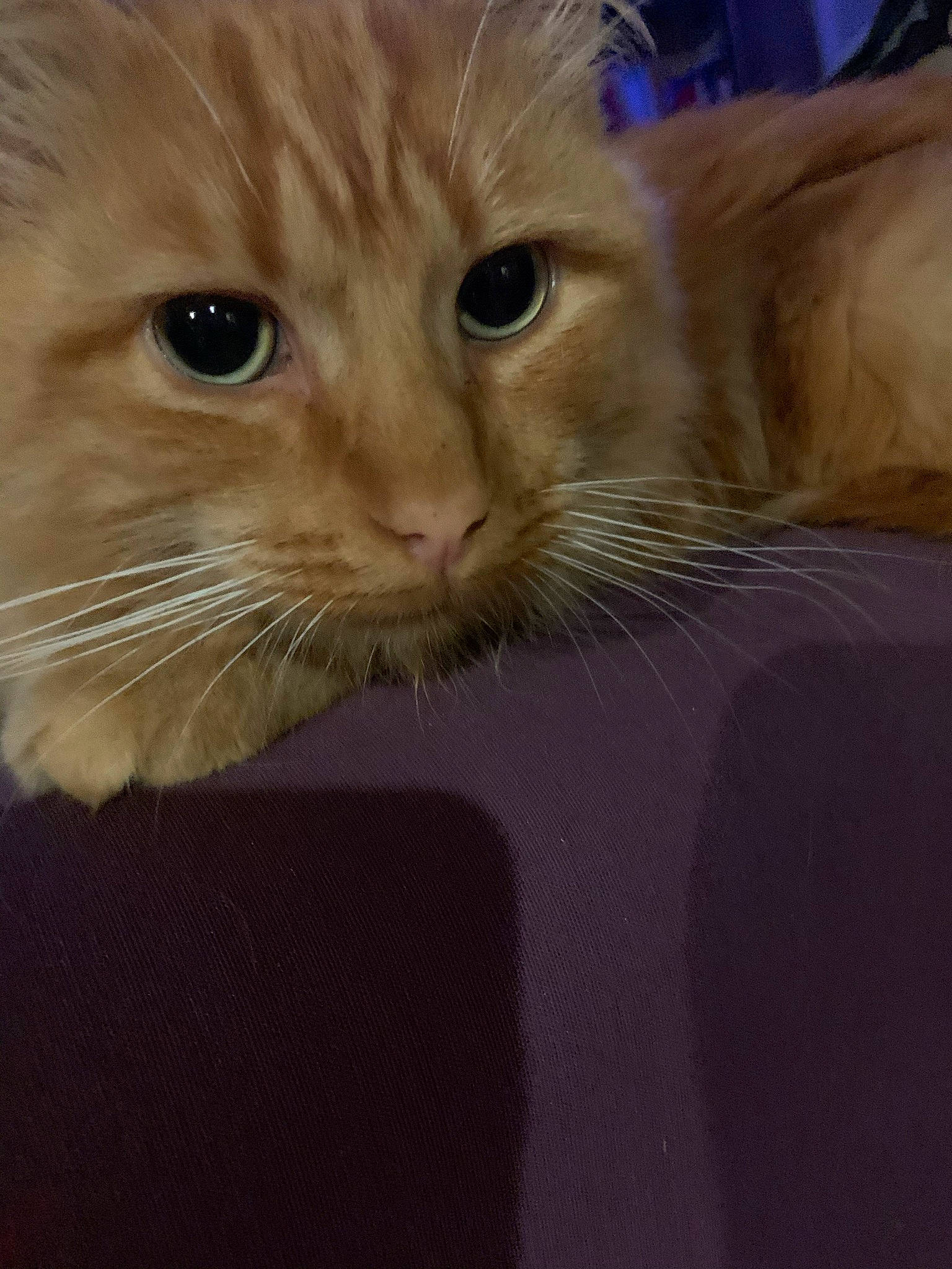 Lemmy participe au concours pour gagner de l'argent avec cette photo : carnivore, cat, claw, domestic_short_haired_cat, fawn, felidae, fur, gesture, paw, small_to_medium_sized_cats, snout, whiskers, window