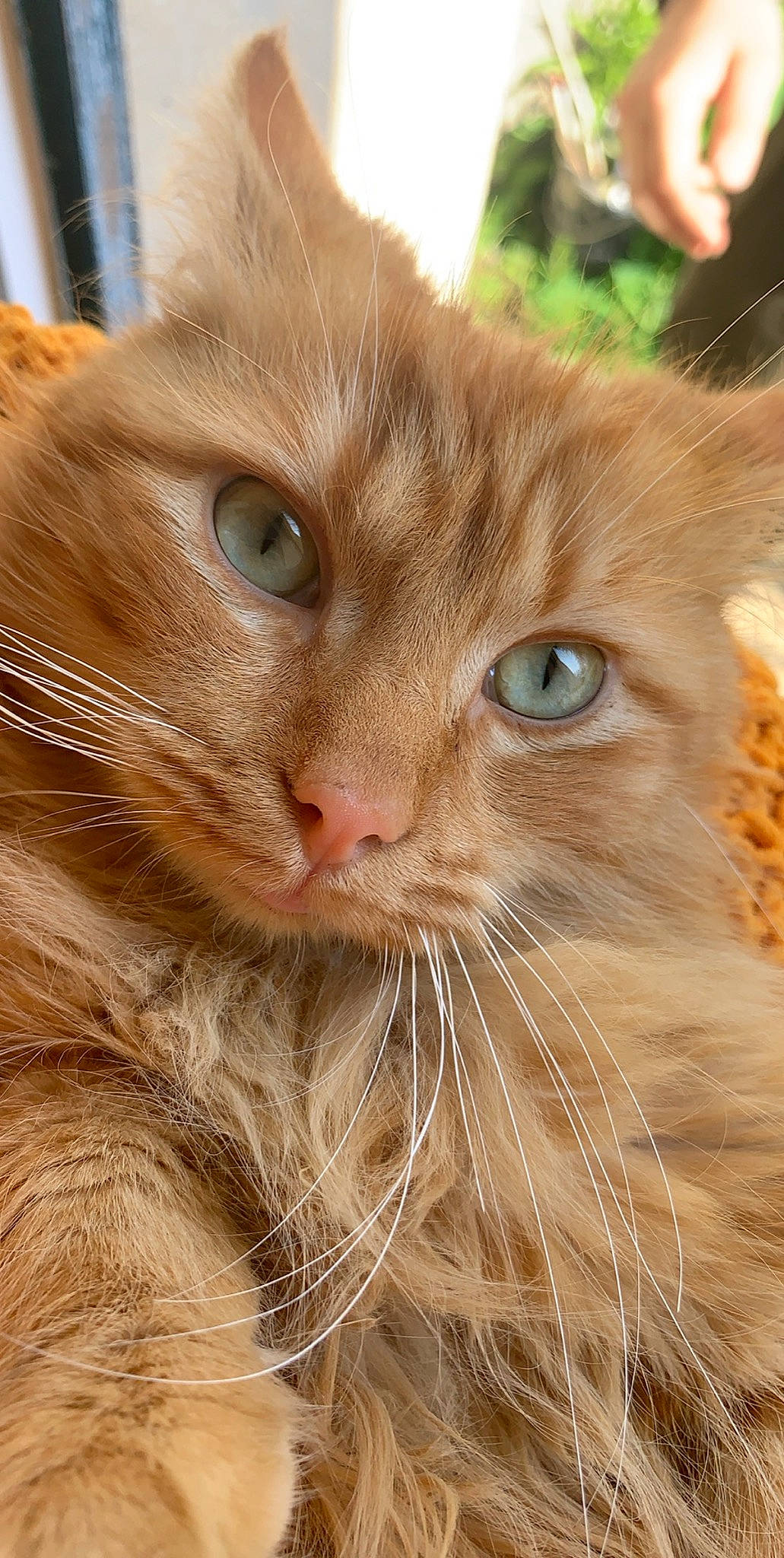 Lemmy participe au concours pour gagner de l'argent avec cette photo : carnivore, cat, close_up, domestic_short_haired_cat, ear, eye, fawn, felidae, fur, grass, head, iris, maine_coon, plant, small_to_medium_sized_cats, snout, tree, whiskers, wildlife, wood