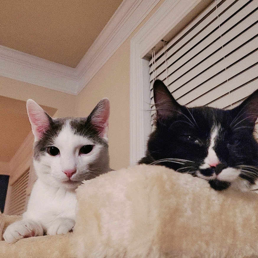 Sesame And Tofu