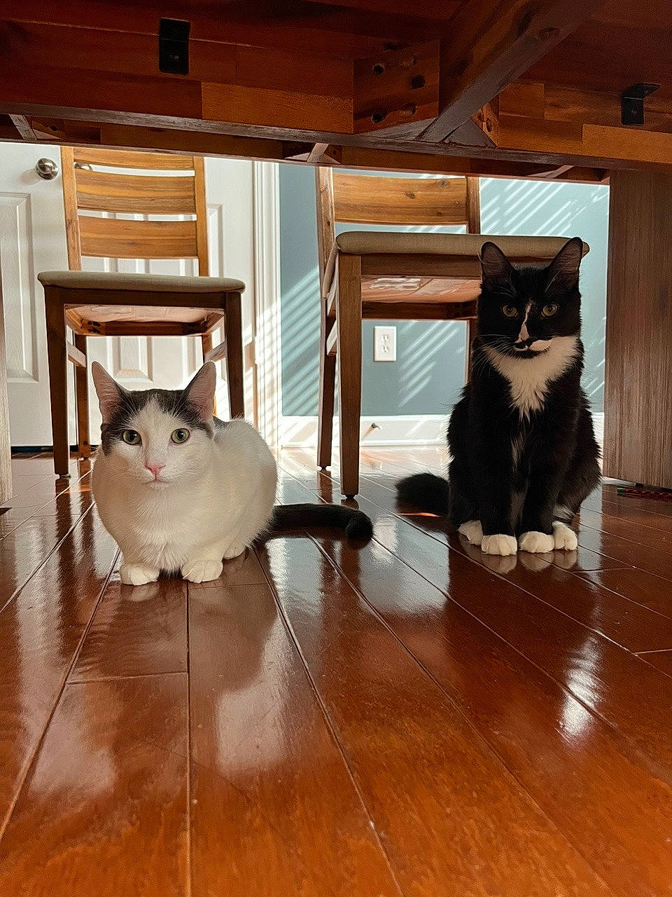 Sesame And Tofu joined the competition — help win amazing prizes! brown, carnivore, cat, comfort, fawn, felidae, floor, flooring, fur, grey, hardwood, laminate_flooring, pet_supply, small_to_medium_sized_cats, snout, tail, vertebrate, whiskers, white, wood