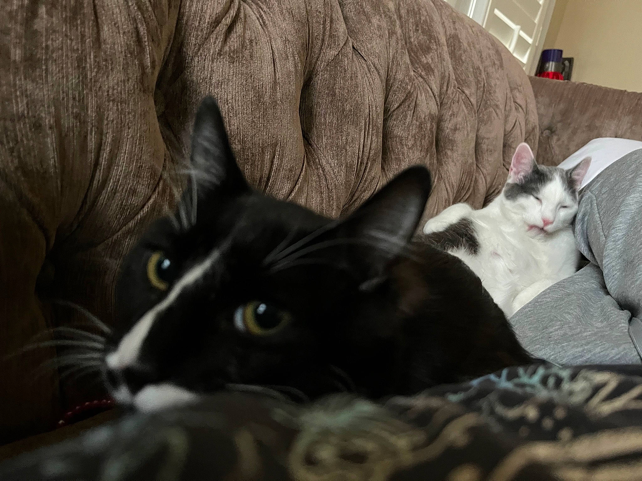 Sesame And Tofu joined the competition — help win amazing prizes! black_cat, bombay, carnivore, cat, comfort, domestic_short_haired_cat, felidae, fur, grey, mammal, small_to_medium_sized_cats, snout, tail, terrestrial_animal, vertebrate, whiskers