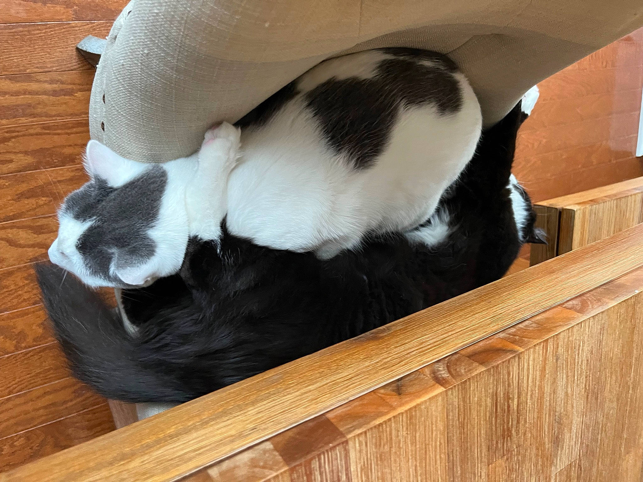 Sesame And Tofu is registered to the contest to win money with this photo: carnivore, cat, cat_supply, comfort, companion_dog, dog_breed, fawn, felidae, fur, hardwood, mammal, natural_material, small_to_medium_sized_cats, snout, sporting_group, tail, terrestrial_animal, whiskers, wood, wood_stain