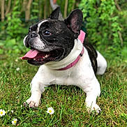 Pépette a rejoint le concours — aidez-le/la à gagner de superbes lots ! dog, french_bulldog, tongue_out, pink_collar, grass, flowers, outdoor, pet, animal, happy, lying_down, greenery, nature, canine, summer, close_up, mammal, playful, cute, portrait