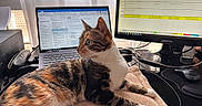 Cookie participe au concours pour gagner de l'argent avec cette photo : blanket, cables, calico_cat, cat, curtain, desk, electronics, fur, home_office, keyboard, laptop, monitor, mouse, mouse_pad, pet, printer, screen, whiskers, window, workspace