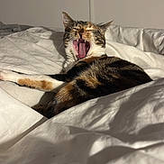 Cookie participe au concours pour gagner de l'argent avec cette photo : bed, blanket, calico_cat, cat, close_up, cozy, duvet, fur, indoor, open_mouth, pet, portrait, relaxed, shadow, sleeping, teeth, tongue, whiskers, white_bed, yawning