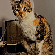 Cookie a rejoint le concours — aidez-le/la à gagner de superbes lots ! cat, calico, feline, pet, indoor, jewelry_box, necklaces, wooden_surface, tail, paws, fur, curious, green_eyes, domestic, cozy, animal, whiskers, sitting, closeup, portrait