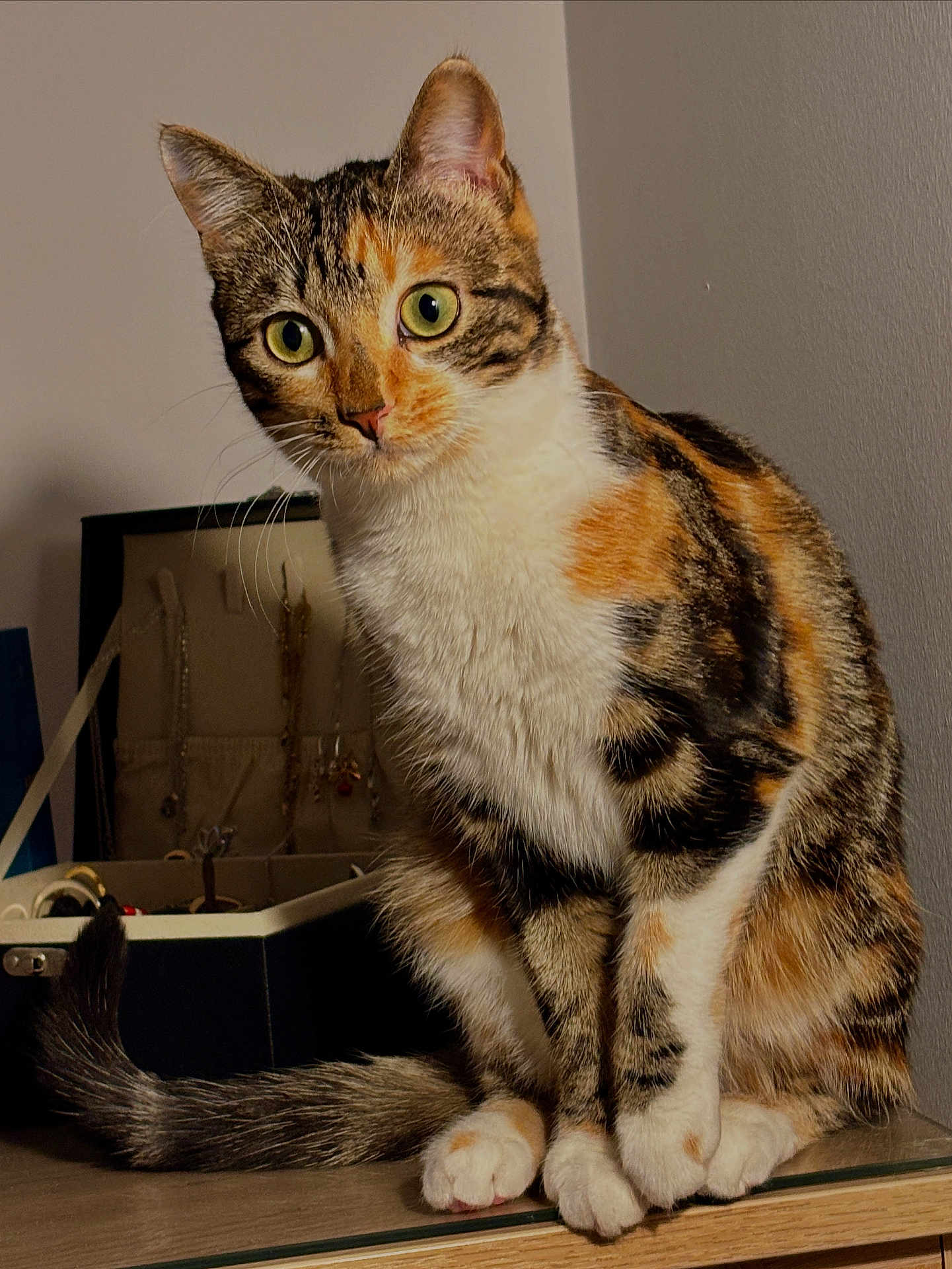 Cookie a rejoint le concours — aidez-le/la à gagner de superbes lots ! cat, calico, feline, pet, indoor, jewelry_box, necklaces, wooden_surface, tail, paws, fur, curious, green_eyes, domestic, cozy, animal, whiskers, sitting, closeup, portrait