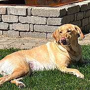 Maggie joined the competition — help win amazing prizes! dog, labrador, grass, outdoor, sunlight, stone_wall, fire_pit, pet, animal, relaxing, canine, nature, summer, daytime, resting, mammal, yard, backyard, fur, domestic_animal