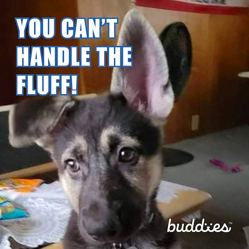 Sable joined the competition — help win amazing prizes! canidae, carnivore, companion_dog, dog, dog_breed, dog_supply, ear, eye, font, fur, head, pet_supply, photo_caption, sharing, snapshot, snout, terrestrial_animal, toy_dog, whiskers, working_animal