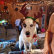 Sky joined the competition — help win amazing prizes! dog, reindeer_antlers, christmas_decor, indoor, couch, plaid, bell, holiday, lights, wood_paneling, skulls, small_tree, decorations, person, shirtless, living_room, festive, pet, tongue_out, cozy