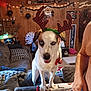 dog, reindeer_antlers, christmas_decor, indoor, couch, plaid, bell, holiday, lights, wood_paneling, skulls, small_tree, decorations, person, shirtless, living_room, festive, pet, tongue_out, cozy