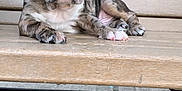 Scrappy is registered to the contest to win money with this photo: puppy, dog, brindle, bench, wood, outdoor, pet, animal, cute, ears, nose, paw, lying_down, young, adorable, resting, portrait, small, fur, expression