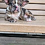 puppy, dog, brindle, bench, wood, outdoor, pet, animal, cute, ears, nose, paw, lying_down, young, adorable, resting, portrait, small, fur, expression