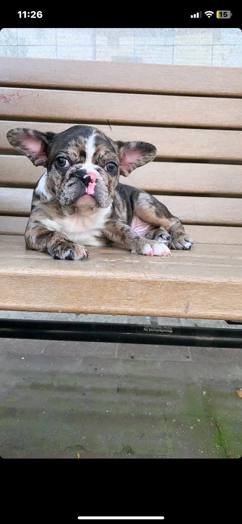 Scrappy is registered to the contest to win money with this photo: puppy, dog, brindle, bench, wood, outdoor, pet, animal, cute, ears, nose, paw, lying_down, young, adorable, resting, portrait, small, fur, expression