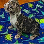 puppy, dog, brindle, blanket, dinosaur_pattern, toy, rope_toy, floor, wooden_floor, pet, animal, cute, sitting, indoor, young, curious, small, fur, ears, white_chest