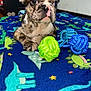 Scrappy joined the competition — help win amazing prizes! puppy, dog, brindle, toy, rope_toy, blanket, dinosaur_pattern, indoor, pet, cute, animal, lying_down, curious, young_dog, colorful, floor, close_up, domestic_animal, playful, cozy