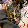 Scrappy is registered to the contest to win money with this photo: dog, puppy, sleeping, brindle, french_bulldog, person, hand, pajamas, fabric, arm, petting, closeup, indoor, resting, cute, cozy, snuggling, pink_nose, patterned_clothing, blanket