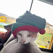 Gumy participe au concours pour gagner de l'argent avec cette photo : animal, background, cat, couch, cozy, curious, daylight, domestic, elf_hat, feline, green, hat, home, indoor, looking, pet, red, resting, window, yellow_shed