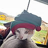 animal, background, cat, couch, cozy, curious, daylight, domestic, elf_hat, feline, green, hat, home, indoor, looking, pet, red, resting, window, yellow_shed