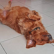 Prince participe au concours pour gagner de l'argent avec cette photo : dog, golden_dog, long_hair, fluffy, lying_down, upside_down, paws, collar, nose, closed_eyes, relaxed, playful, indoors, tile_floor, home, pet, animal, reddish_coat, sleeping, funny_pose