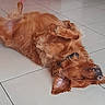 dog, golden_dog, long_hair, fluffy, lying_down, upside_down, paws, collar, nose, closed_eyes, relaxed, playful, indoors, tile_floor, home, pet, animal, reddish_coat, sleeping, funny_pose