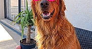 Prince participe au concours pour gagner de l'argent avec cette photo : dog, golden_retriever, sunglasses, pink_sunglasses, happy, smiling, outdoor, patio, chair, seated, long_fur, golden_fur, pet, portrait, plant, potted_plant, window, building, sunlight, funny