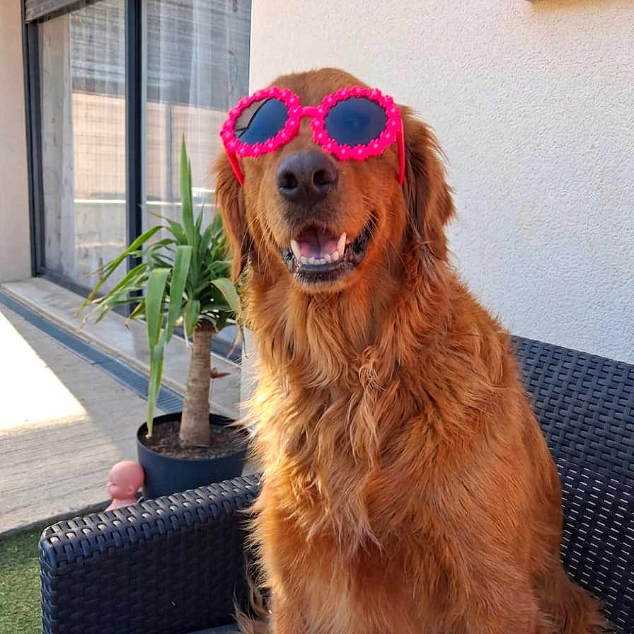 Prince participe au concours pour gagner de l'argent avec cette photo : dog, golden_retriever, sunglasses, pink_sunglasses, happy, smiling, outdoor, patio, chair, seated, long_fur, golden_fur, pet, portrait, plant, potted_plant, window, building, sunlight, funny