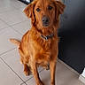 Prince a rejoint le concours — aidez-le/la à gagner de superbes lots ! dog, golden_retriever, pet, animal, portrait, sitting, indoors, tile_floor, home, brown_fur, fluffy, long_hair, collar, black_nose, brown_eyes, looking_at_camera, front_view, canine, domestic_animal, photography