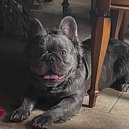 Sir Gizmo is registered to the contest to win money with this photo: animal, canine, cute, dog, domestic, ears, eyes, floor, french_bulldog, fur, happy, indoor, lying_down, paw, pet, smiling, table_leg, tile, tongue_out, wooden_table