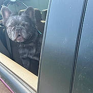Sir Gizmo is registered to the contest to win money with this photo: dog, french_bulldog, car, window, pet, animal, ears, face, mouth, seat, leather, outdoor, daylight, curious, looking, canine, companion, transportation, vehicle, portrait