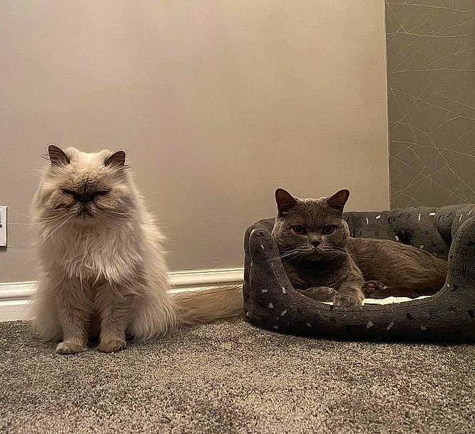 Dave is registered to the contest to win money with this photo: carnivore, cat, comfort, domestic_short_haired_cat, fawn, felidae, fur, grey, monochrome, monochrome_photography, paw, ragdoll, sitting, small_to_medium_sized_cats, snout, still_life_photography, tail, vertebrate, whiskers, window