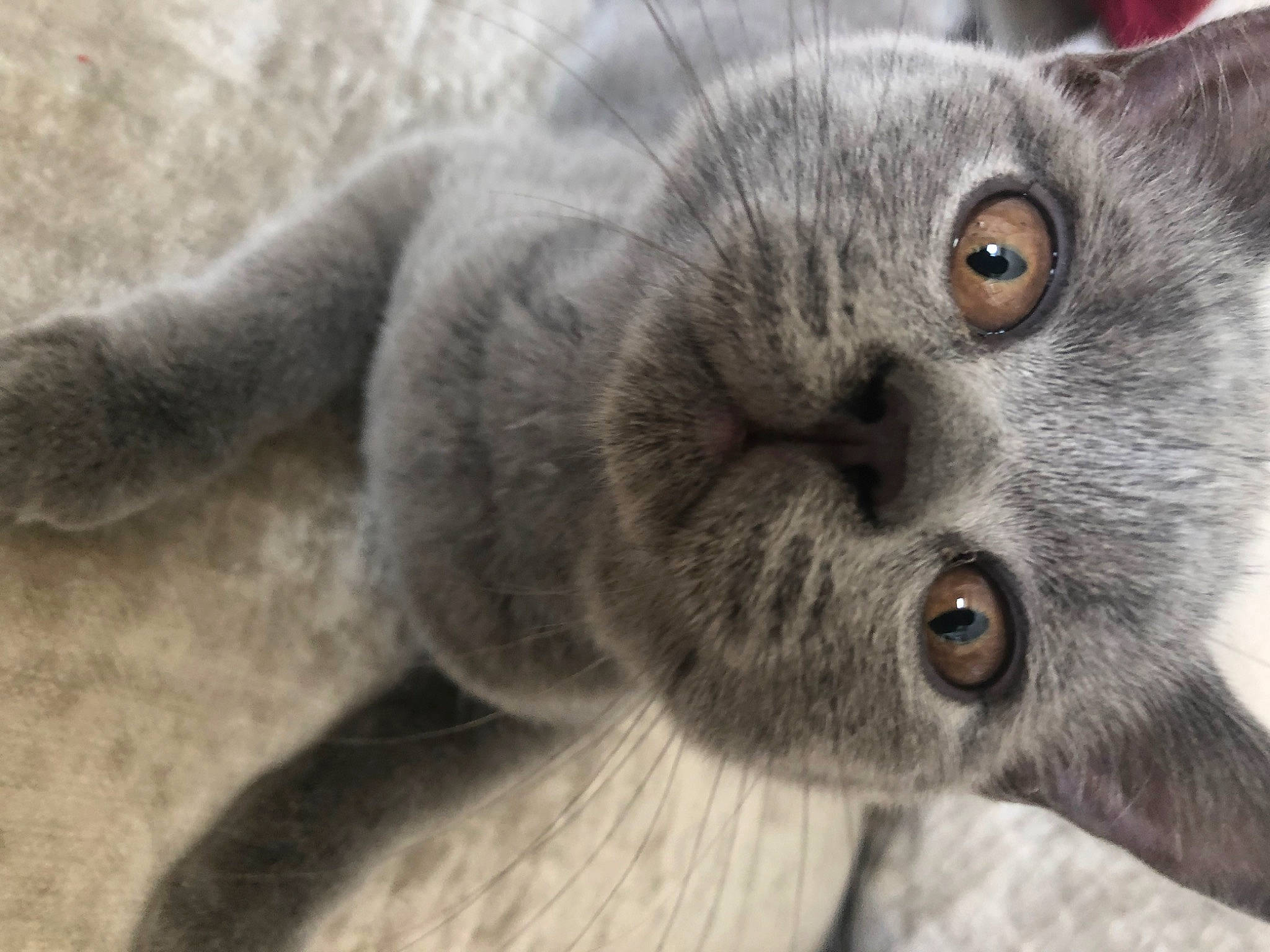 Dave joined the competition — help win amazing prizes! carnivore, cat, curious, domestic_short_haired_cat, felidae, fur, grey, russian_blue, small_to_medium_sized_cats, snout, terrestrial_animal, whiskers
