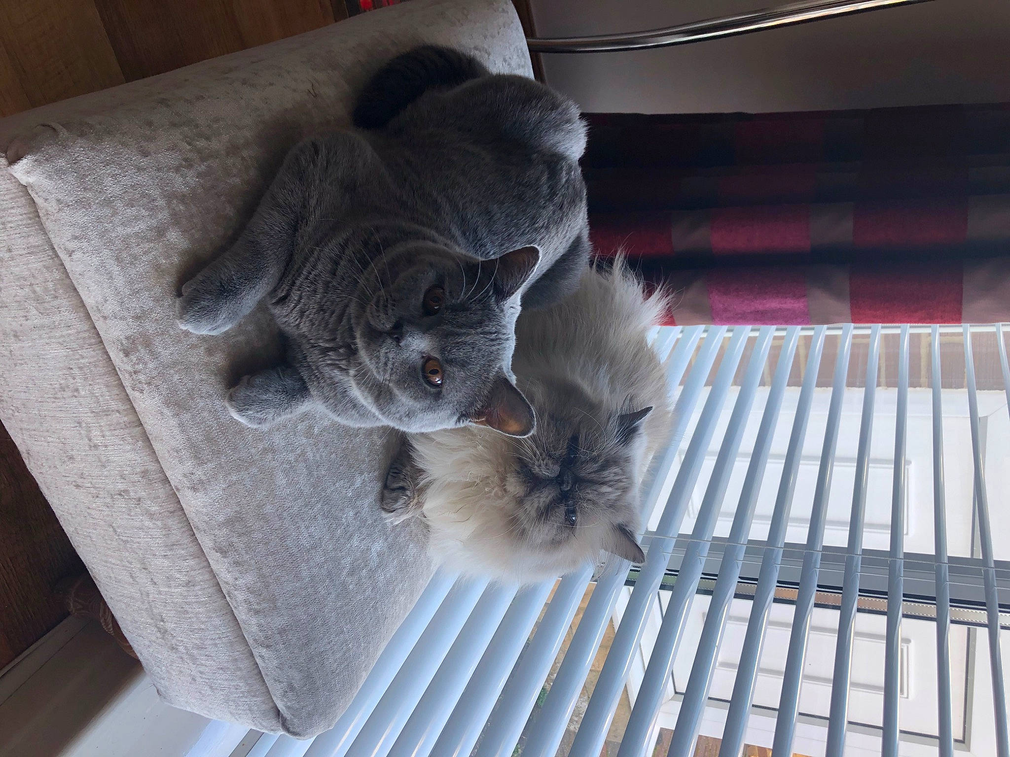 Dave joined the competition — help win amazing prizes! carnivore, cat, claw, comfort, domestic_short_haired_cat, felidae, floor, flooring, fur, grey, hardwood, home_appliance, metal, paw, pet_supply, room, small_to_medium_sized_cats, tail, whiskers, wood